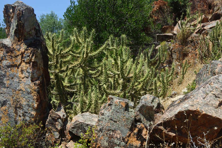 Austrocylindropuntia subulata / Opunzia subulata